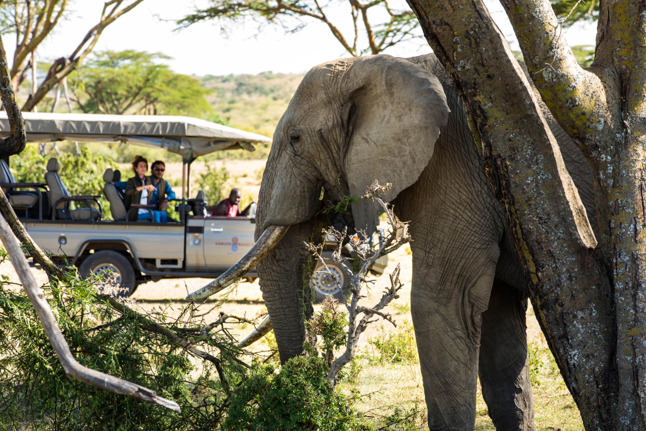 MAIN SHOT Saruni Samburu game drive