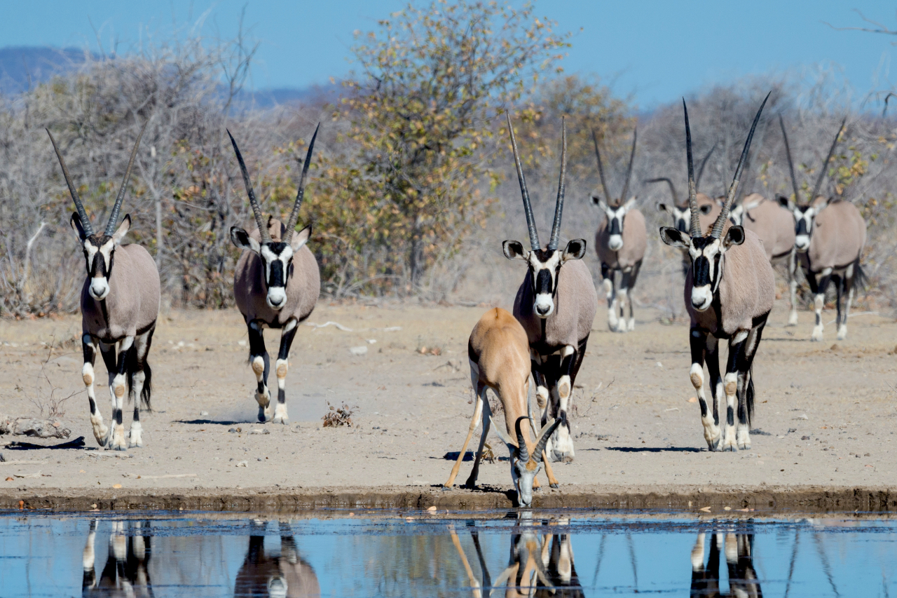 Nam Etosha Heights Private Reserve Oryx 1