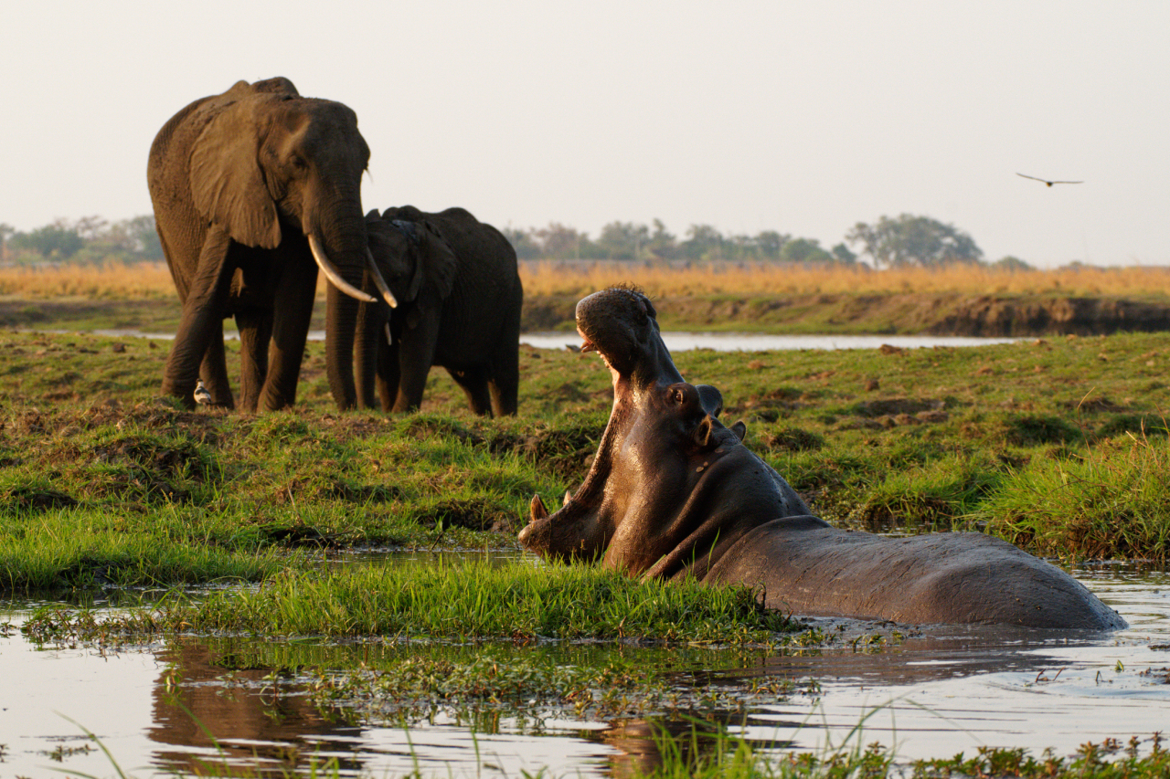 Moremi day 1 3 Shutterstock image i Stock 2198245081