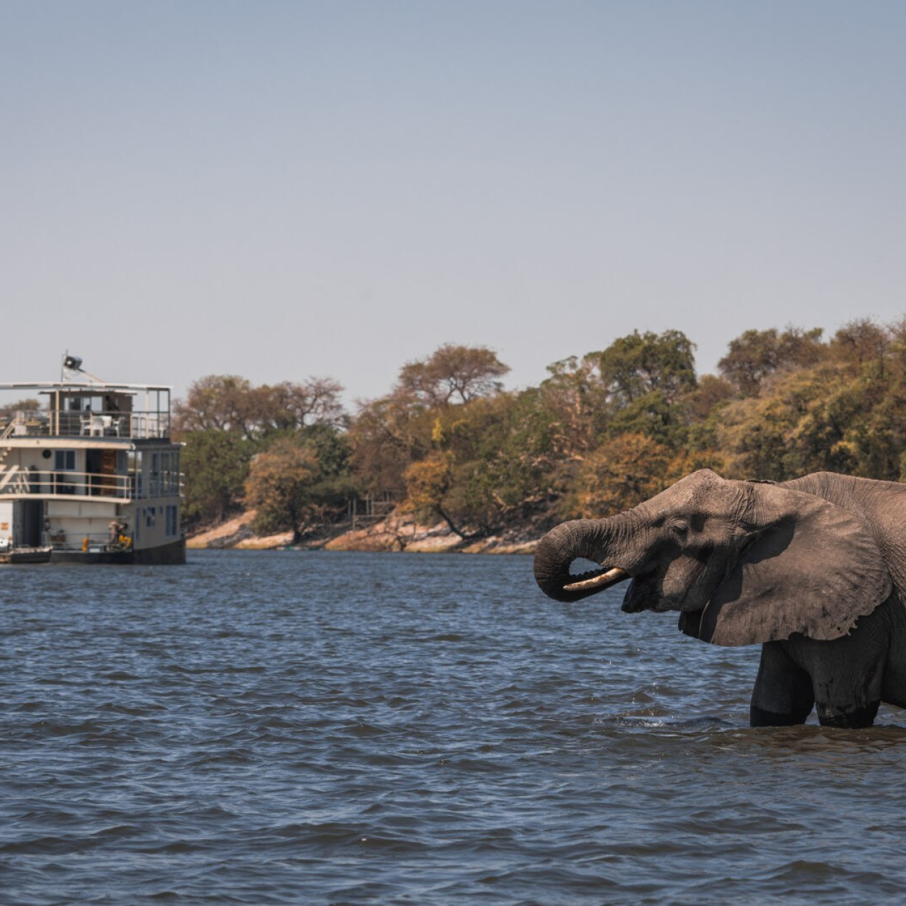 GALLERY Chobe Princess 145 1600x1067