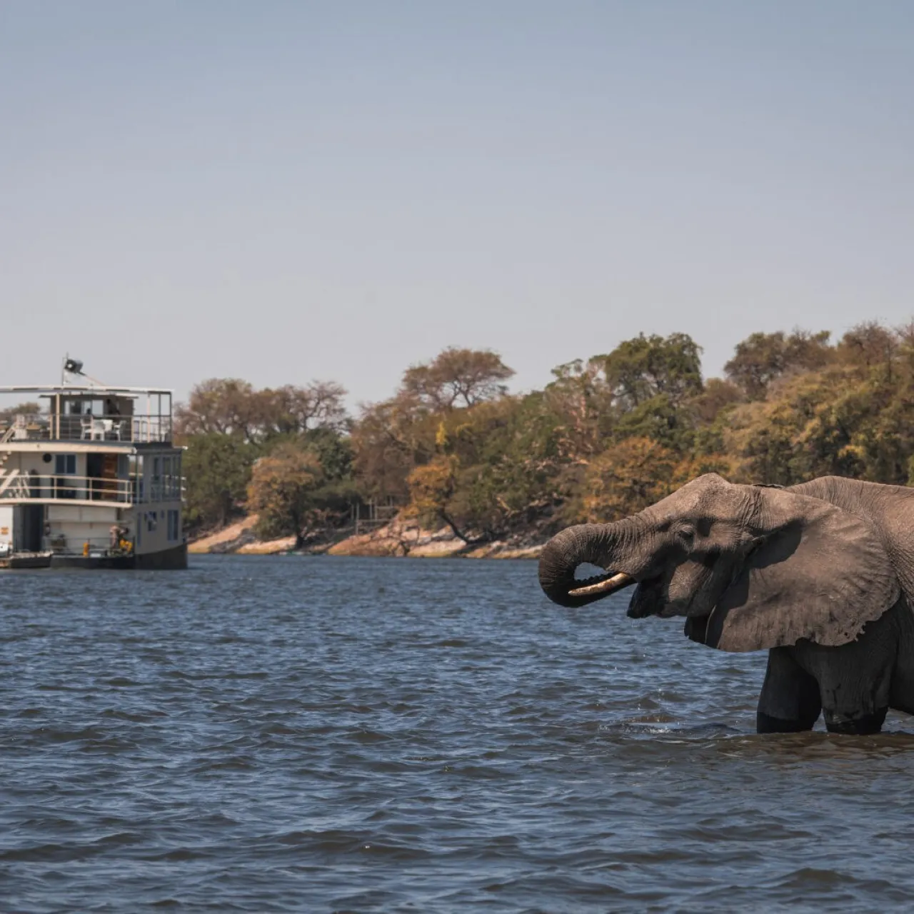 GALLERY Chobe Princess 145 1600x1067