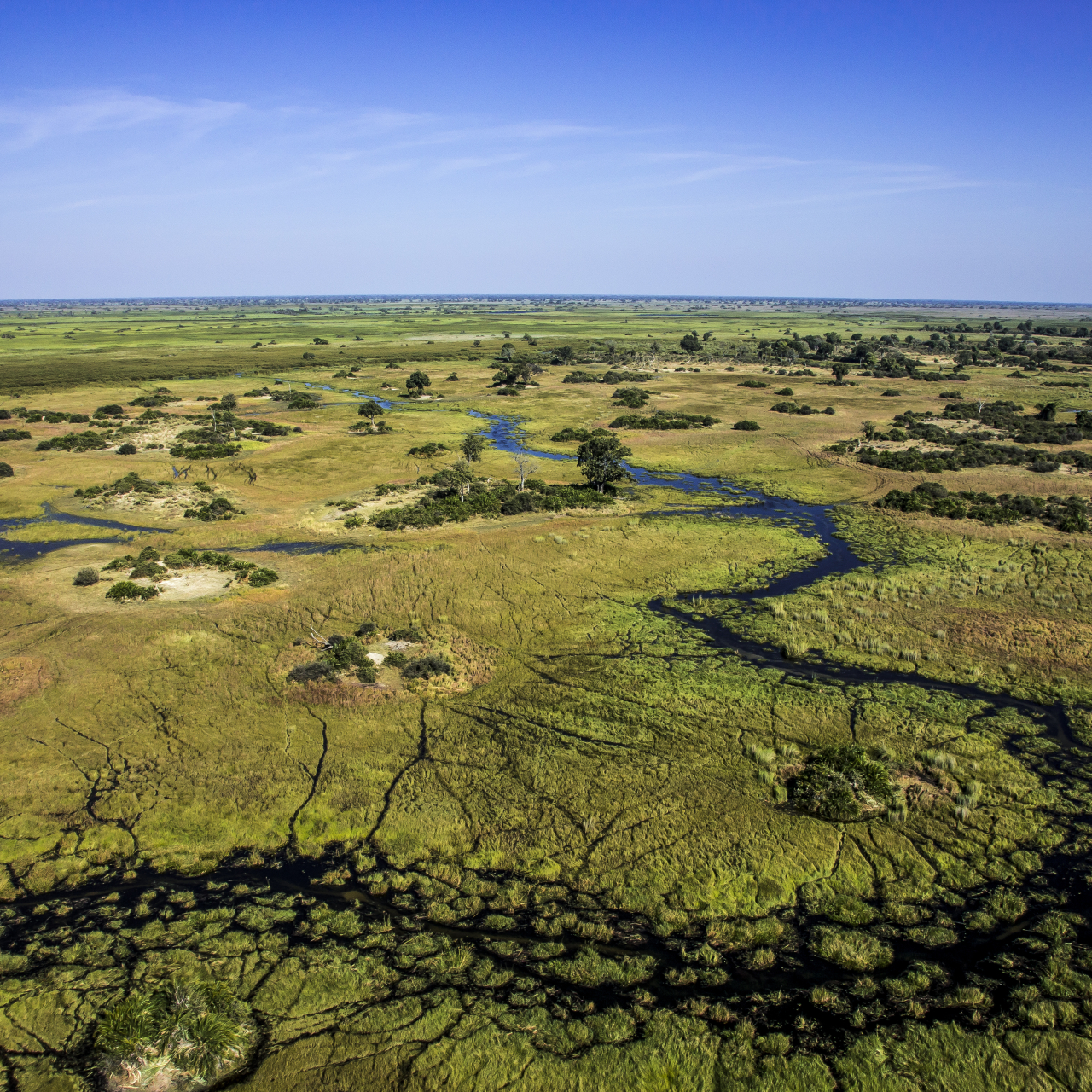 GALLERY Duba Plains Great Plans 15