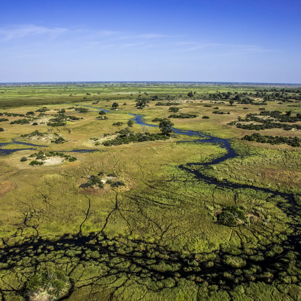 GALLERY Duba Plains Great Plans 15