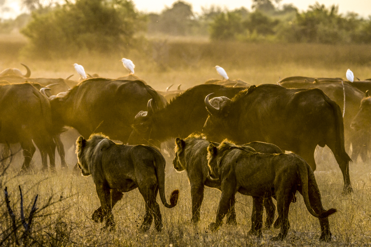 MAIN SHOT Duba Plains Great Plans 16