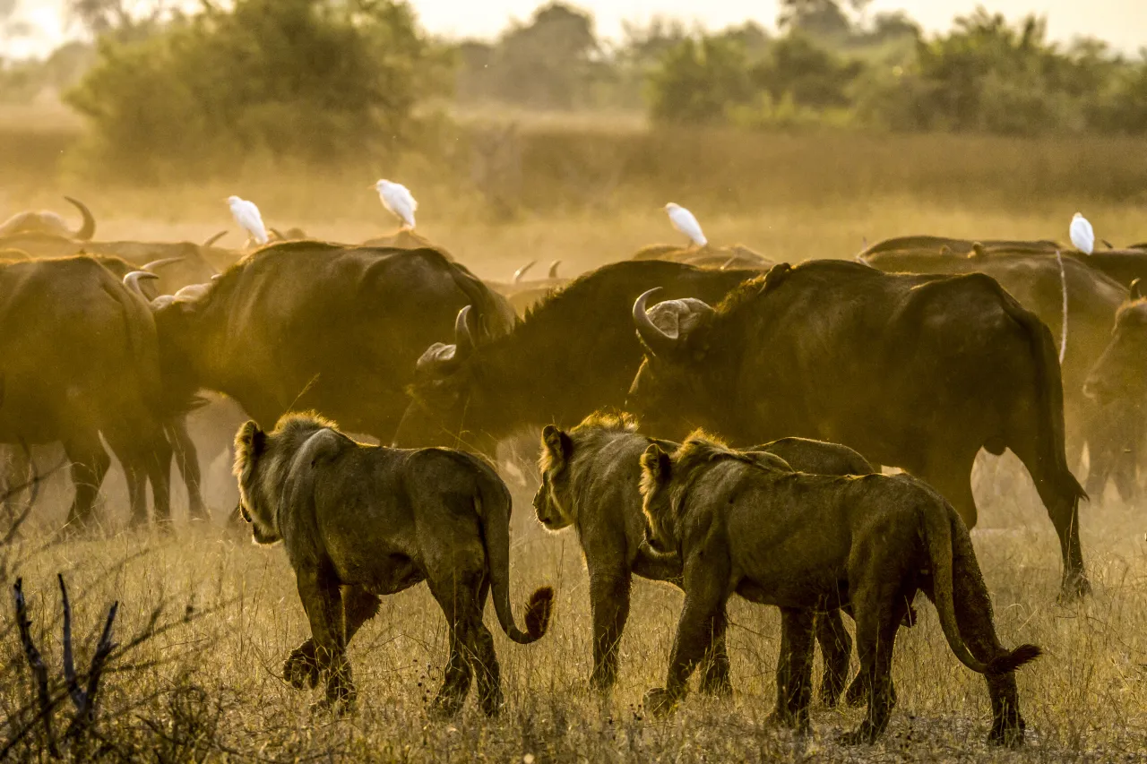 MAIN SHOT Duba Plains Great Plans 16