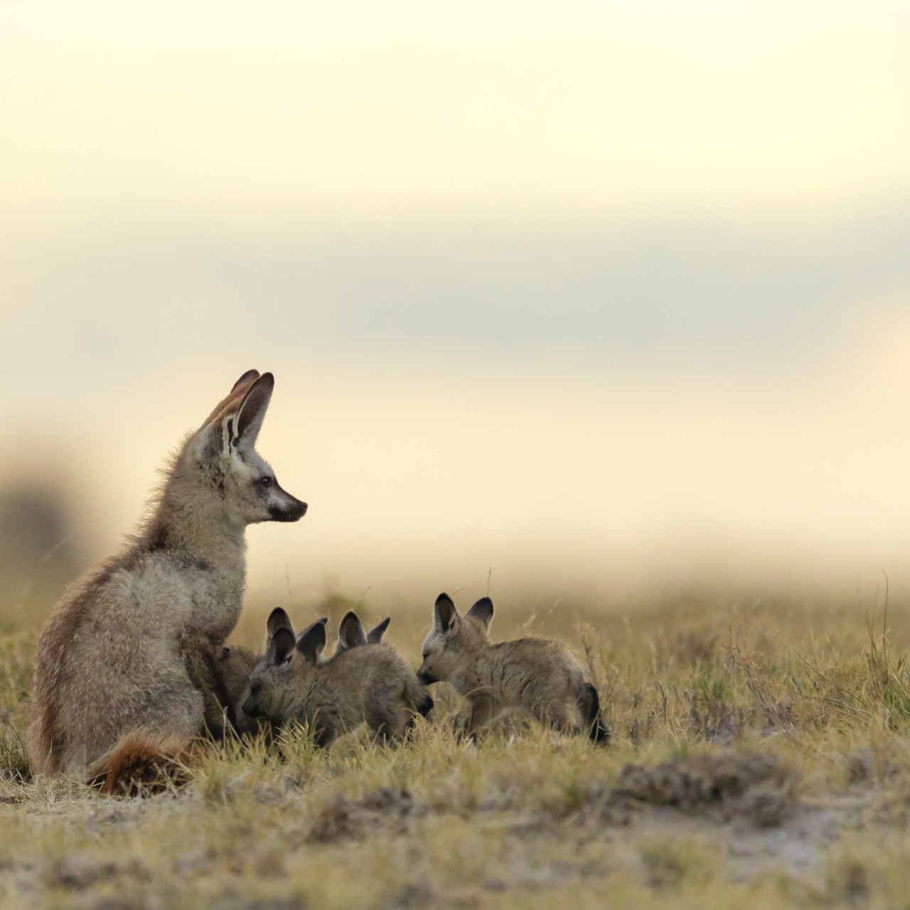 GALLERY Great Plains Jacks Camp 9