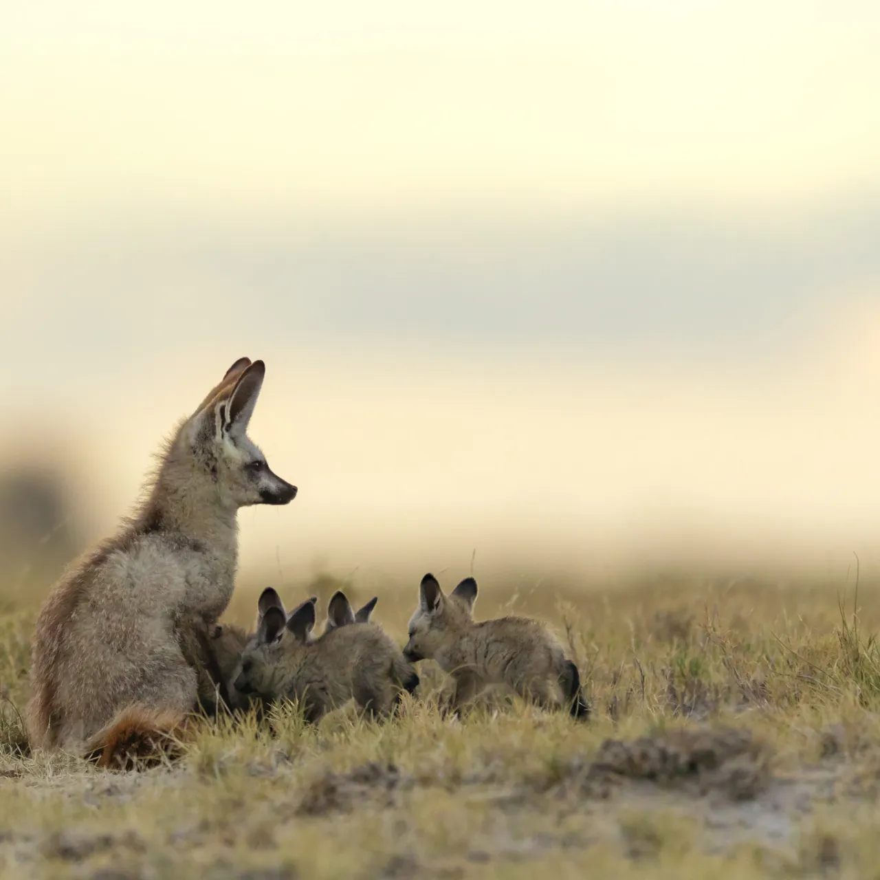 GALLERY Great Plains Jacks Camp 9