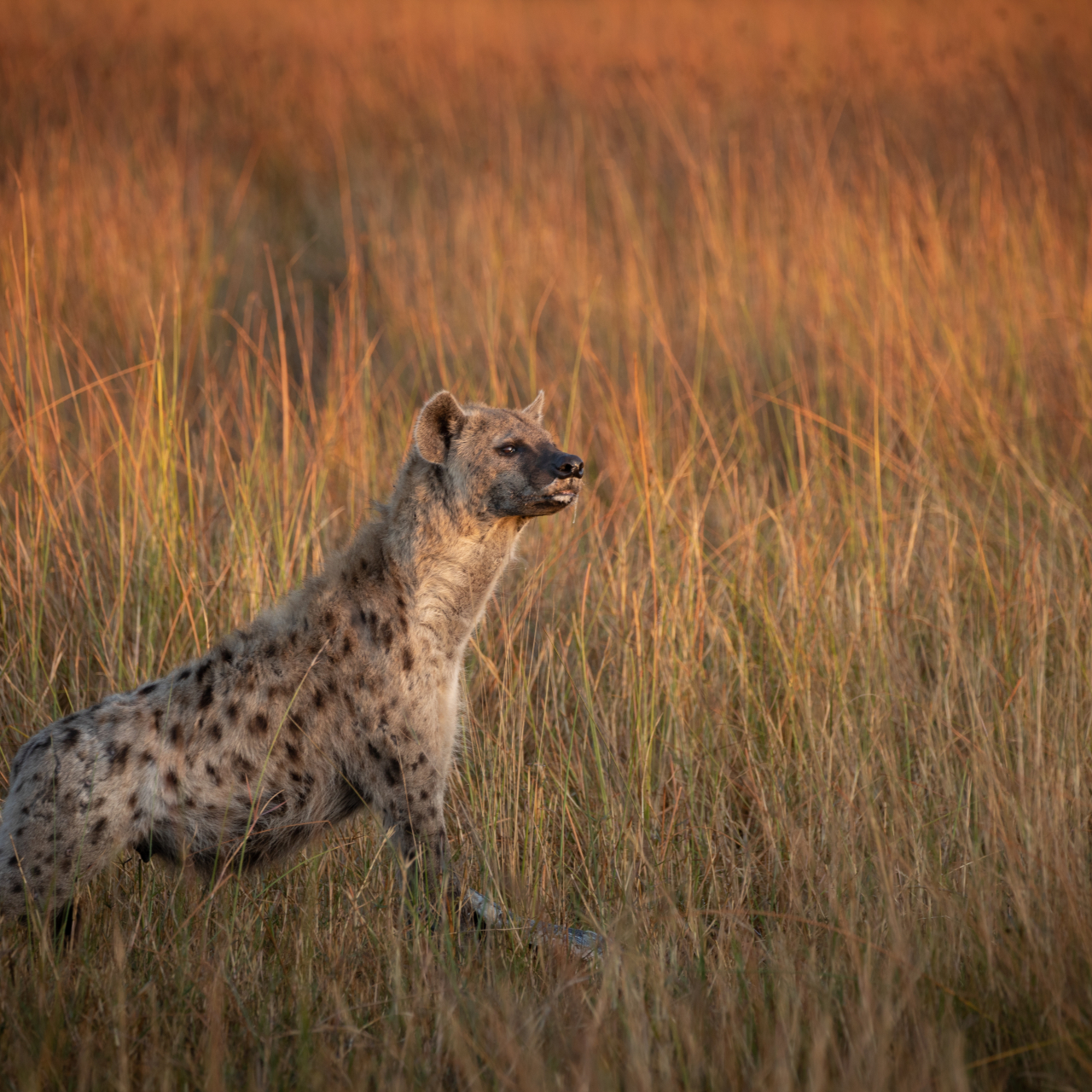 GALLERY Great Plains Zarafa Camp 25