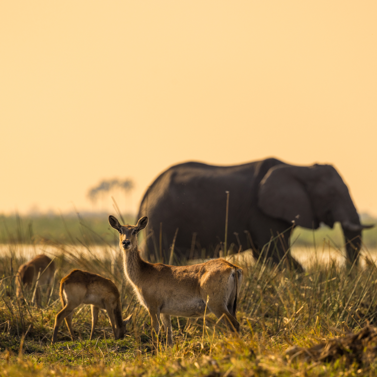GALLERY Great Plains Zarafa Camp 26