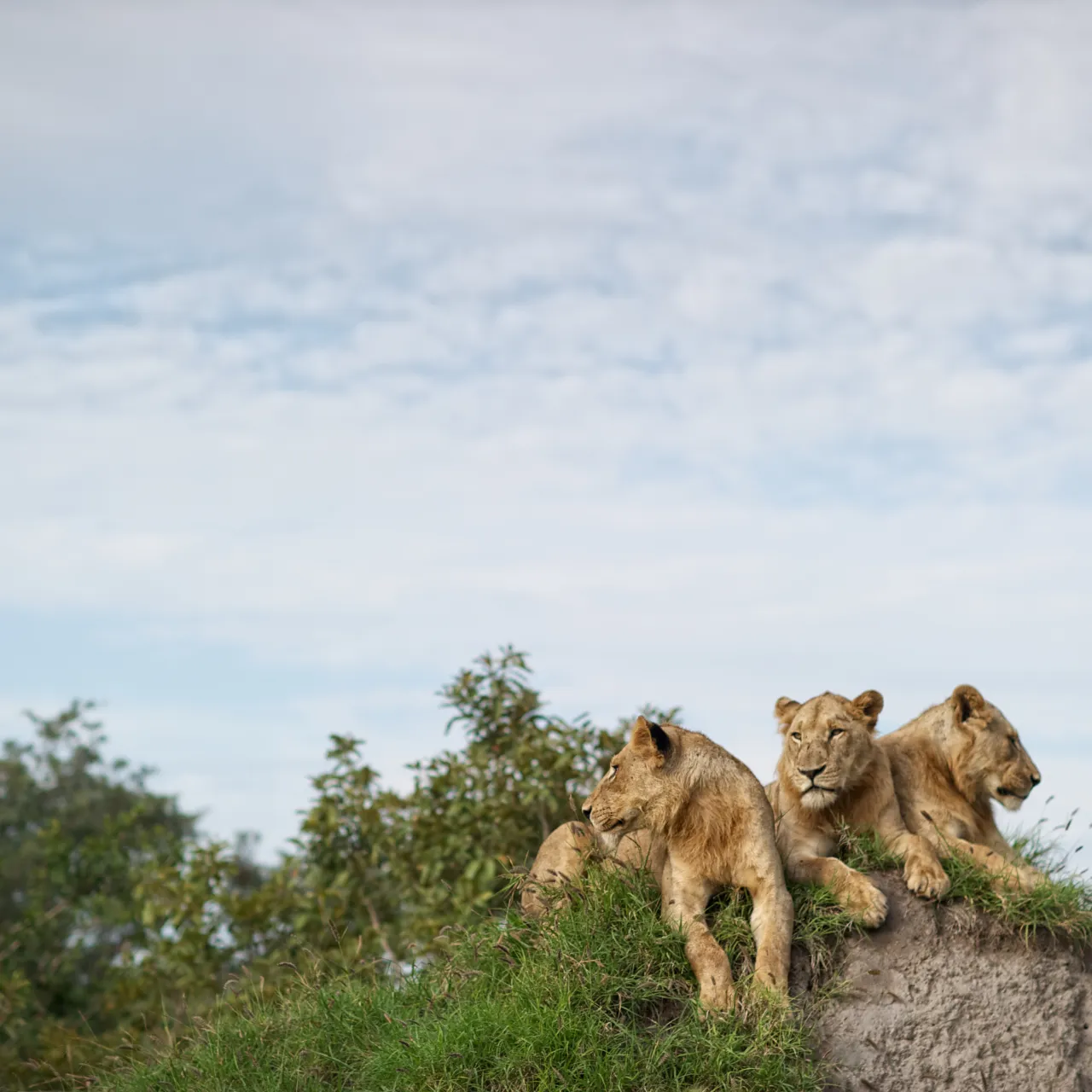 Singita Kruger National Park Three Lions