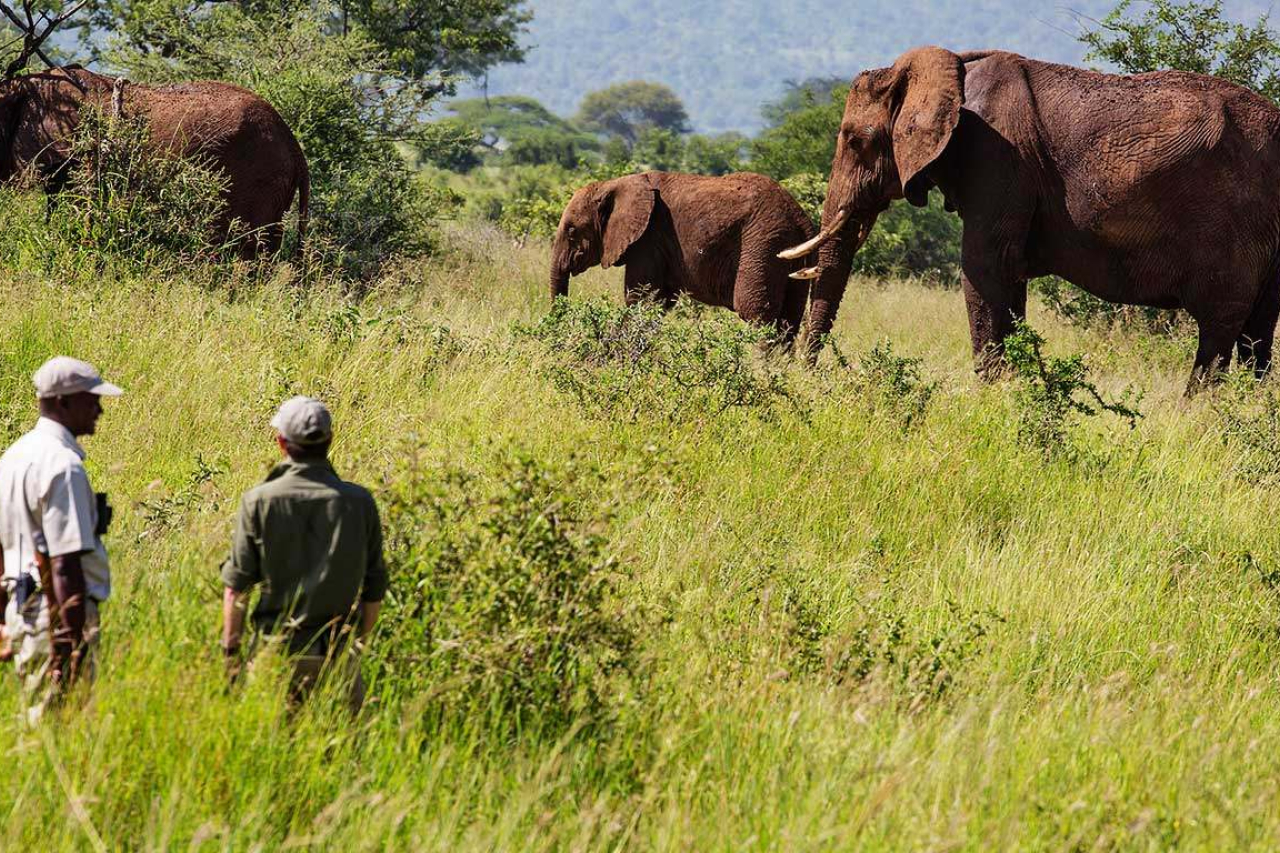 MAIN SHOT Elewana Tarangire Treetops Bush Walk