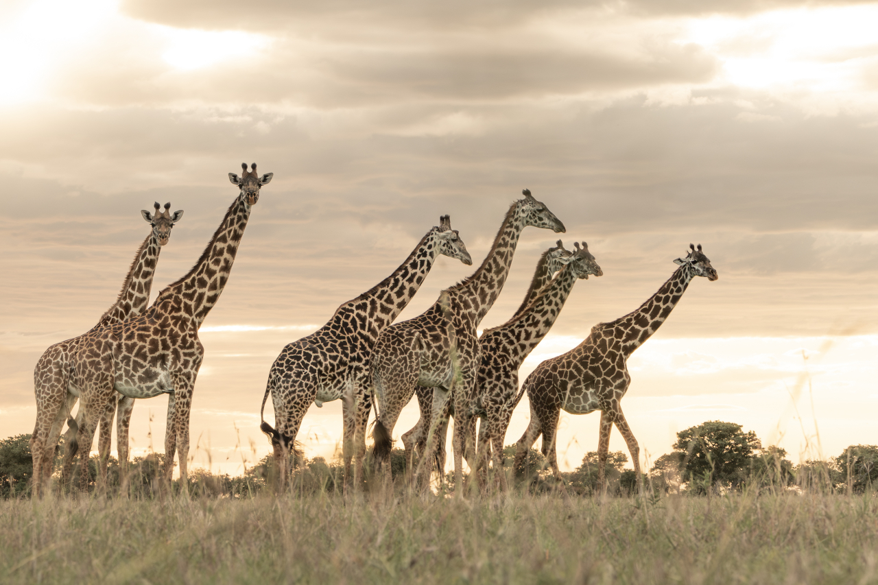 Singita Sabi Sand Giraffes Ross Couper