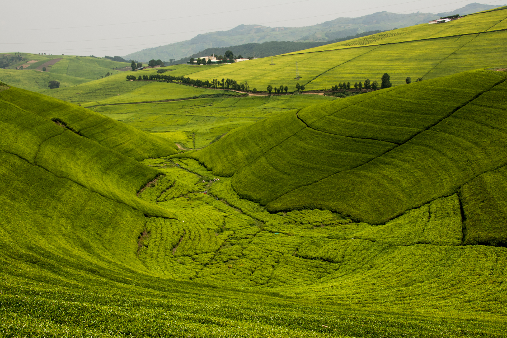 Wildlife and gorillas in the land of a thousand hills