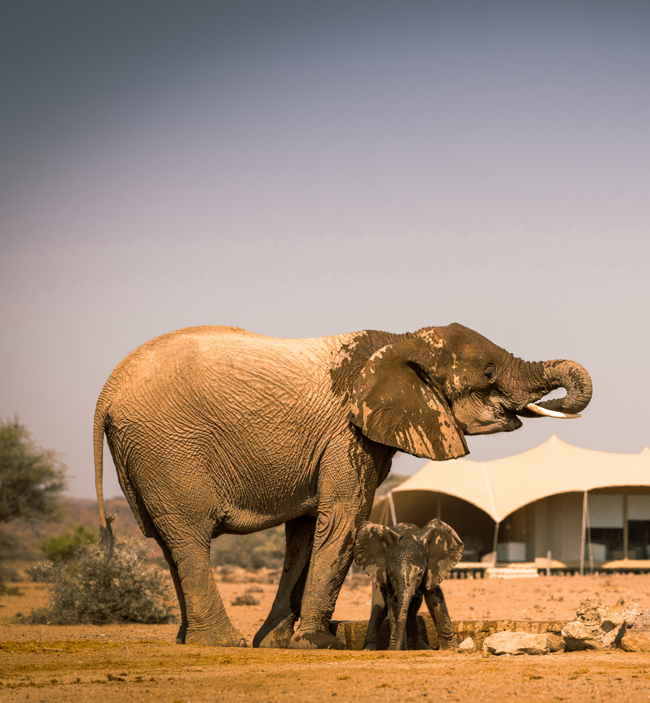 Desert, shipwrecks and wildlife