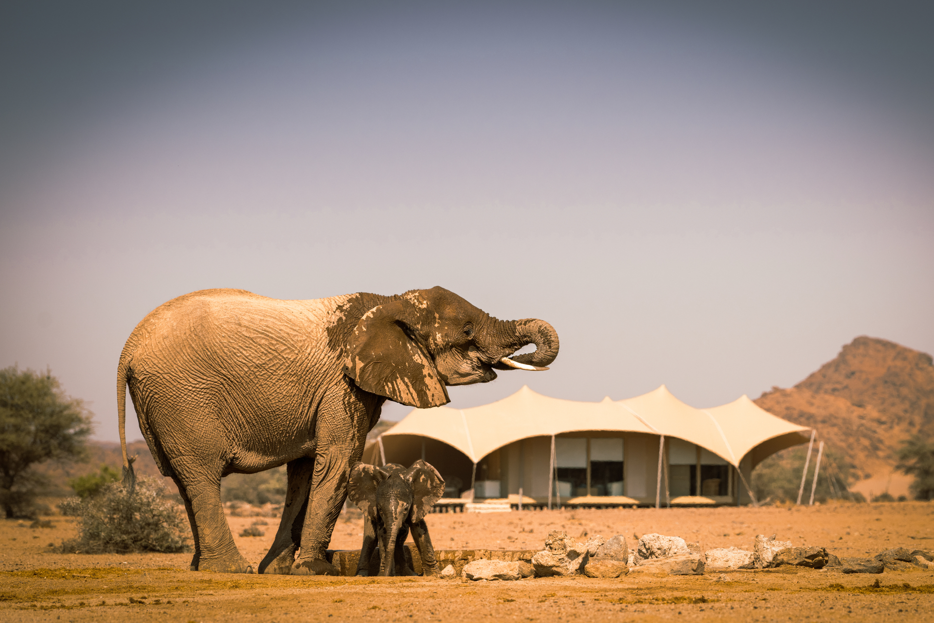 Desert, shipwrecks and wildlife
