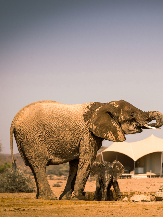Desert, shipwrecks and wildlife