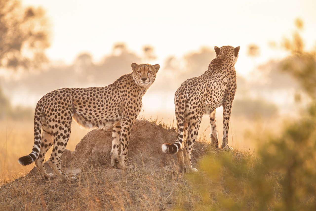 MAIN SHOT Wilderness Linkwasha 16
