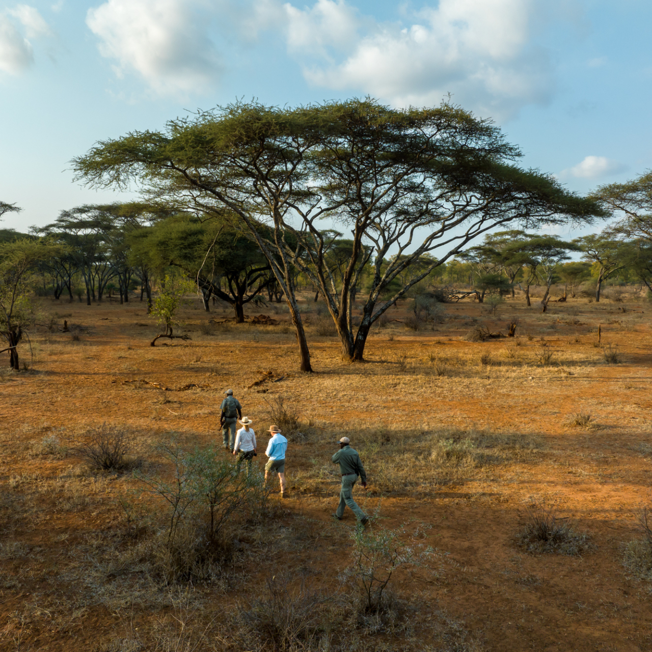 GALLERY Singita Malilangwe Walking Safari