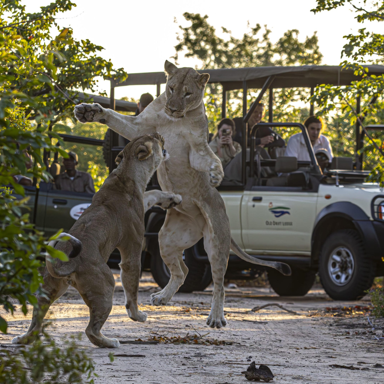 GALLERY Game Drives in the Zambezi National Park