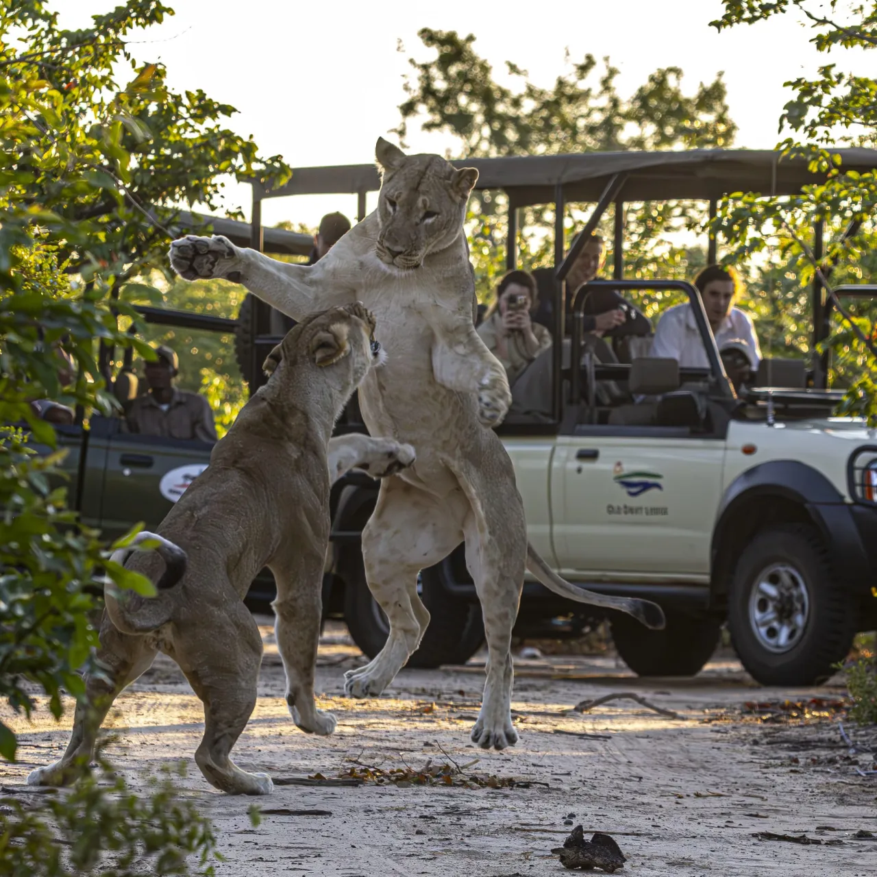 GALLERY Game Drives in the Zambezi National Park