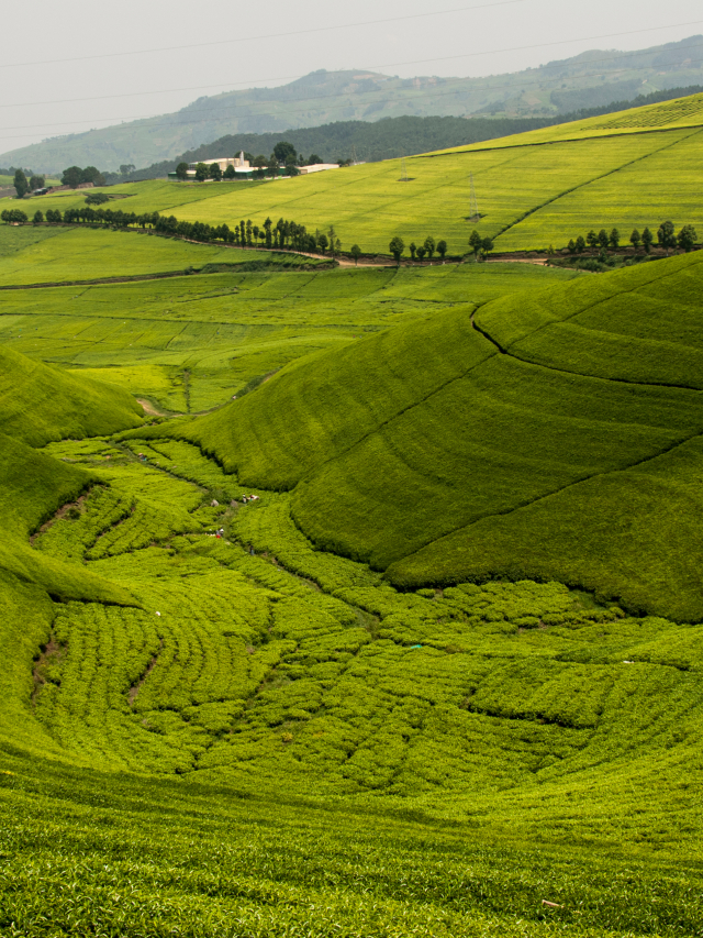 Wildlife and gorillas in the land of a thousand hills