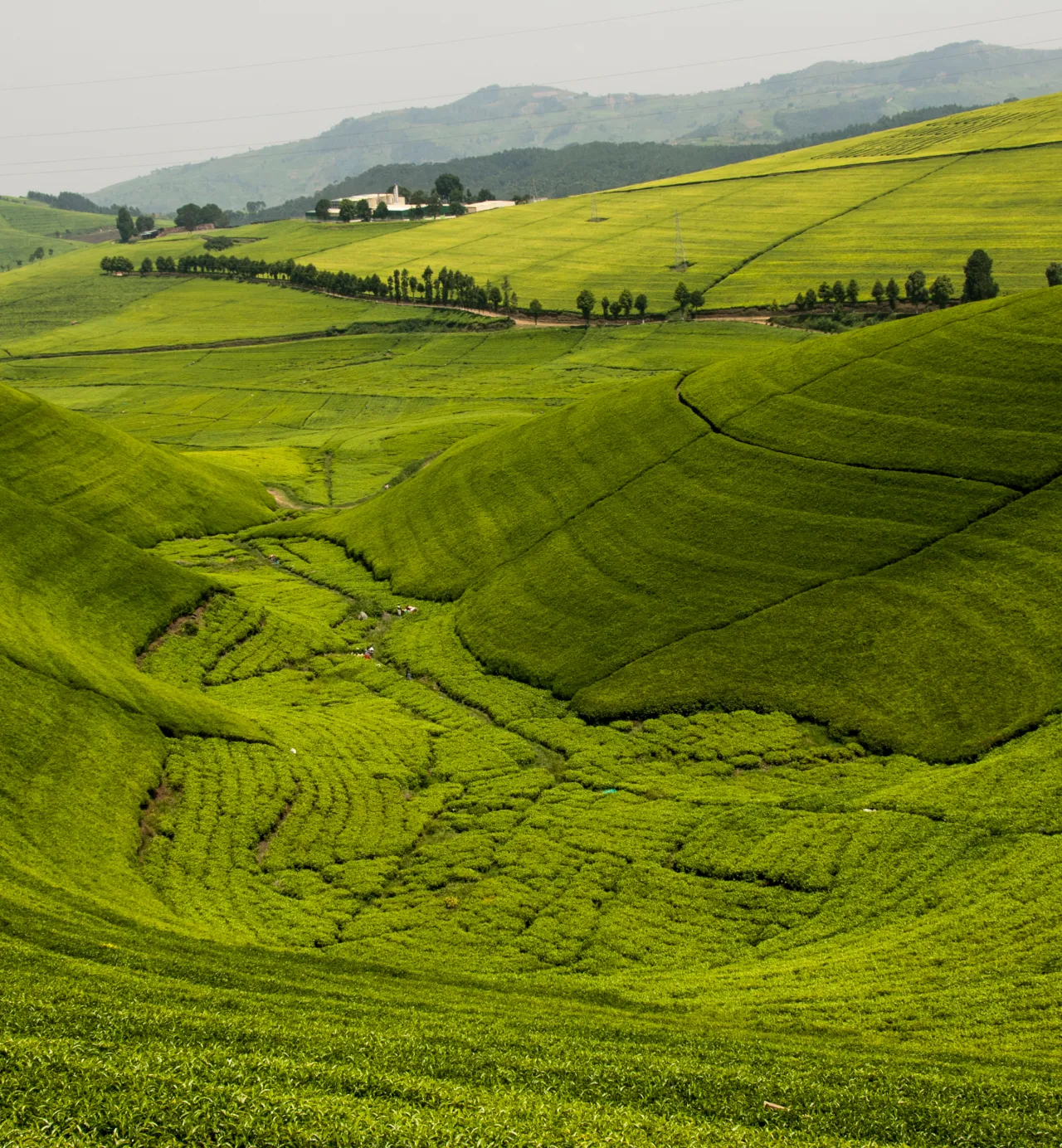 Wildlife and gorillas in the land of a thousand hills
